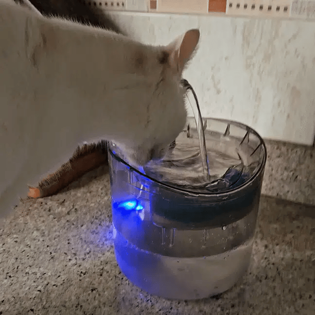 🐾 Fuente de Agua Automática Transparente 1.8L – Bebedero Inteligente p